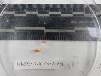 Media type: image;   Invertebrate Zoology 139228